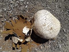 calvatia gigantea